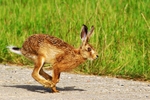 Brown Hare