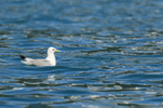 Black-legged Kittiwake on water, Prince William Sound, Alaska