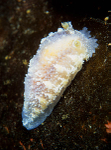 Tritonia hombergii
