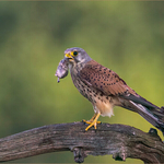 Digital-Bronze-Neil Thomas-Kestrel with prey