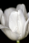 Flower - 2912