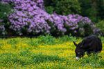 Donkey in the Meadow
