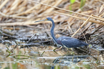 Tricolored Heron standing still, Harns Marsh, Florida