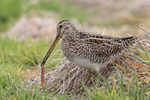 Magellanic Snipe with worm, Sea Lion Island, Falklands