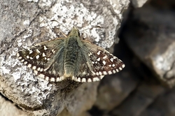 Grizzled Skipper