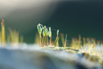 25th February Moss