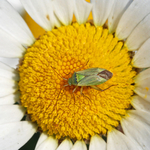 Potato Bug Closterotomus norvegicus