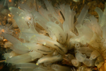 Ciona intestinalis