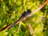 Black Darter (01)