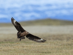 Great Skua landing, Jokulsarlon, Iceland