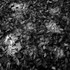 Dappled Leaves