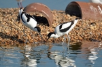 Avocets