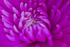 Flower - 20080717_66