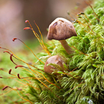 Glendalough Mushrooms