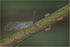 Aphid Guarding Nymphs