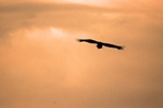 White-tailed Eagle