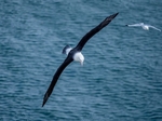 Black-browed Albatross