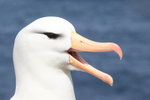 Black-browed Albatross open bill close view, West Point Island
