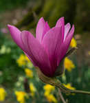 Magnolia