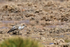 Puna Plover (juvenile) stretches wing, Quepiaco, Chile