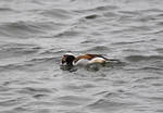 Long-tailed Duck