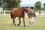 Class 55: Hunter/Riding Horse/Hack 3 & 4 yr olds portfolio