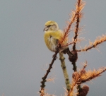 Female Crossbill