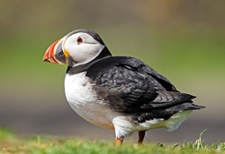 Puffin on Lunga (Treshnish Isles)