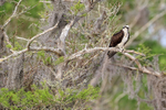 Osprey perched on tree branch, Blue Cypress Lake, Florida