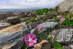 Hedge Binweed Ocean Bloom