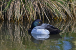Scaup