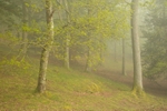 Springtime Woodland:161E
