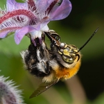Tree Bumble bee (Bombus hypnorum) nectar gathering from a Borage flower
