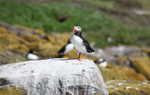 Puffins