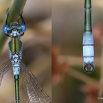 Scarce Emerald Damselfly (Lestes dryas) M