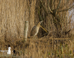BITTERN, LEIGHTON MOSS, JAN 2011
