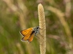 Essex Skipper