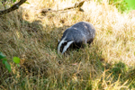 badger Meles meles-1117