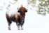 Bison with wonky horns, Yellowstone National Park, Wyoming, USA