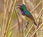 Variable Sunbird