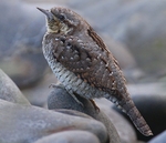 Wryneck