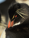 Rockhopper Penguin preening, close view, Sea Lion Island