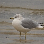 Ring-billed Gull (Larus delawarensis) ad-W