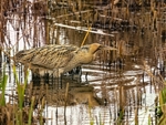 January 2023 - Bittern