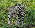 Jaguar cub standing, tongue out, Rio Sao Lourenco, Mato Grosso, Brazil