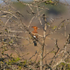 African Hoopoe perched in a tree