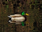 Mallard