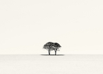 Simple Landscape