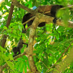 Baby Mantled Howler Monkey feeding, Manuel Antonio, Costa Rica