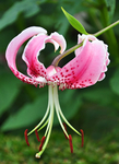 Showy Lily